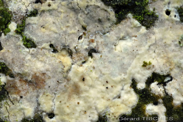 Globulicium hiemale